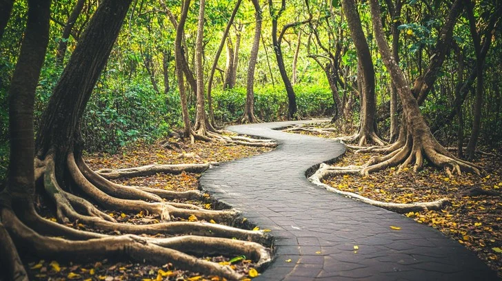 Scenic nature path with trees and natural surroundings
